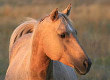 Glendale Horse